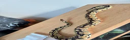 Python Snake reptiles for sale: Royal ball python  - Advert 2