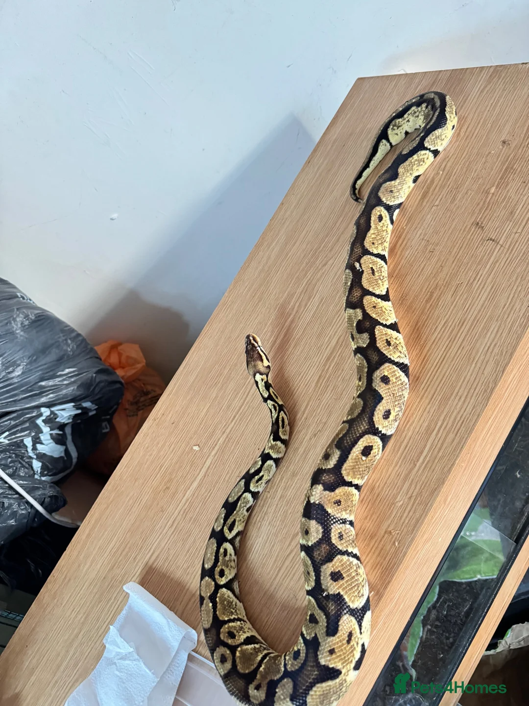 Python Snake reptiles for sale: Royal ball python  - Advert 2