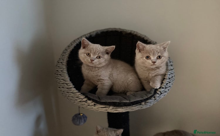 British Shorthair cats in Bargoed - Advert 11