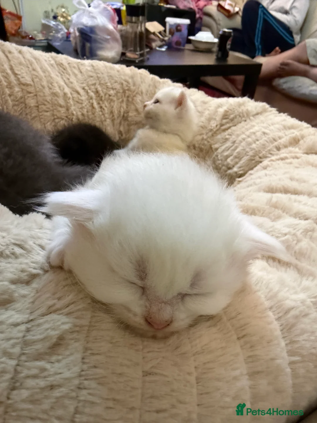 Ragdoll cats for sale: 5 beautiful kittens for sale - Advert 9