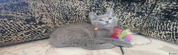 Russian Blue cats for sale: Fully TICA reg pedigree stunning kittens-READY NOW - Advert 25