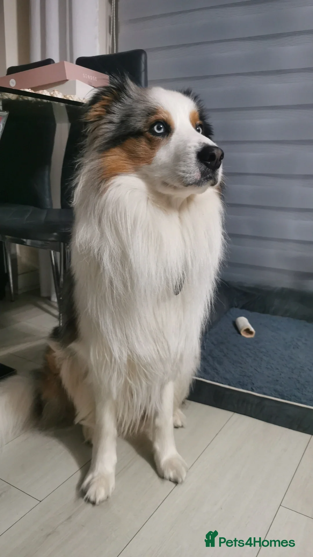 Border Collie dogs for stud: Hugo Dog For Stud - Advert 4