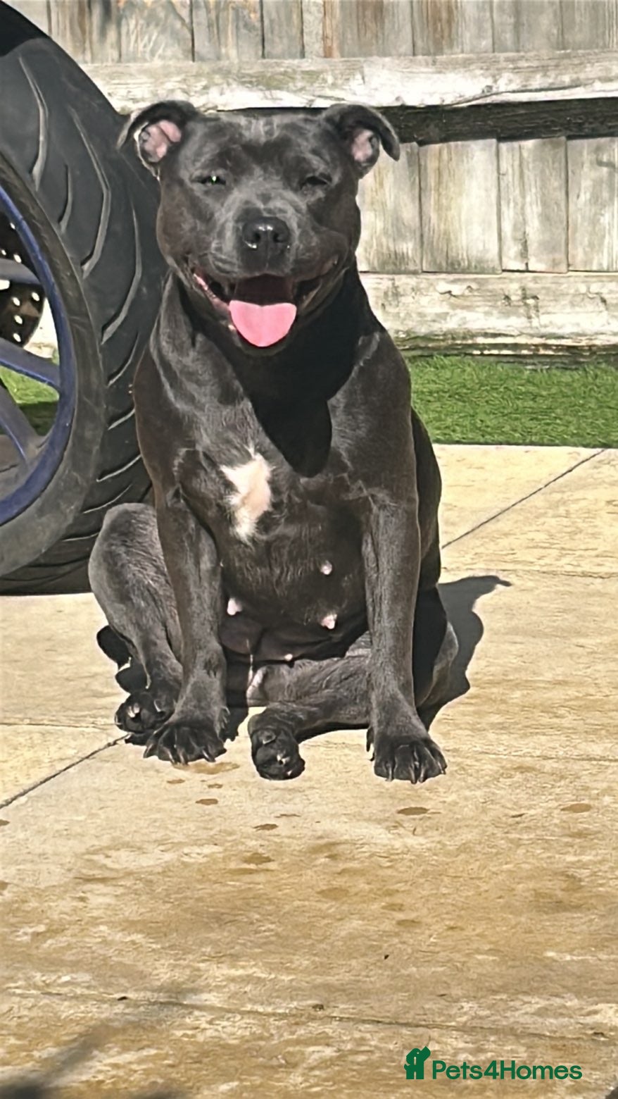 Staffordshire Bull Terrier dogs Blu 💙 - Advert 2