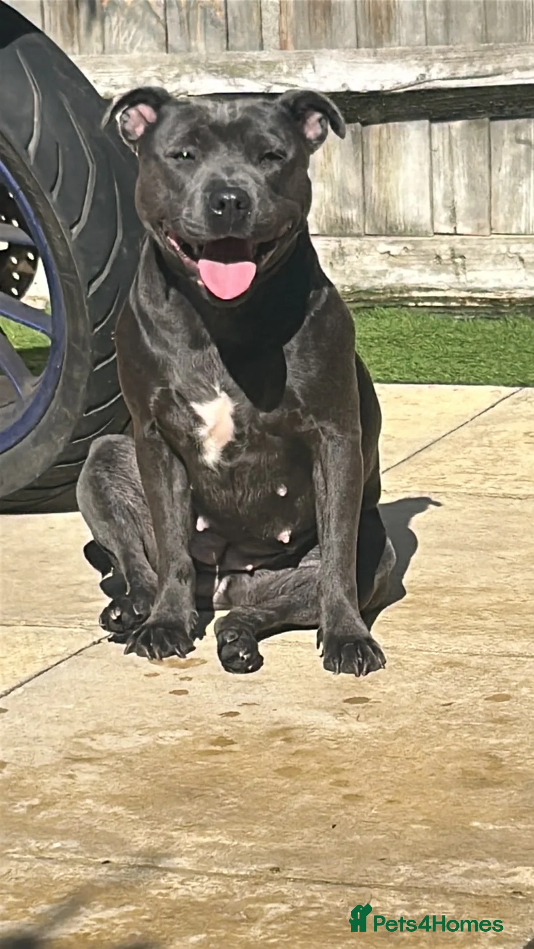 Staffordshire Bull Terrier dogs for sale: Blu 💙 - Advert 2