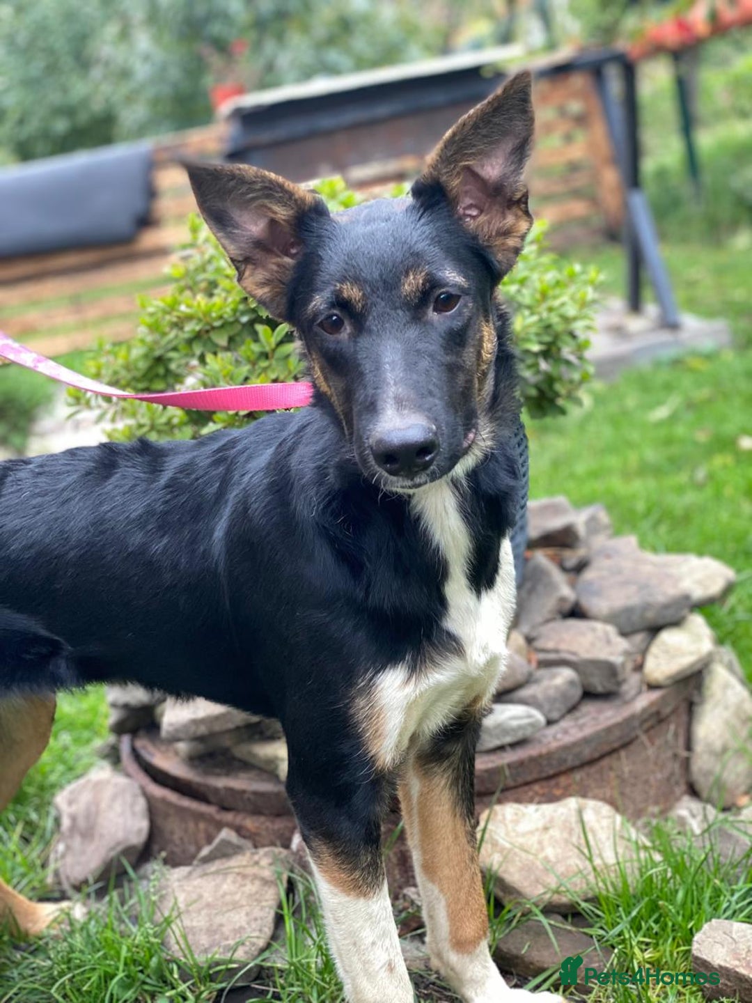 Mixed Breed dogs for adoption: URGENT: ❤️LINDA- 9 months old medium-to-large❤️ - Advert 12