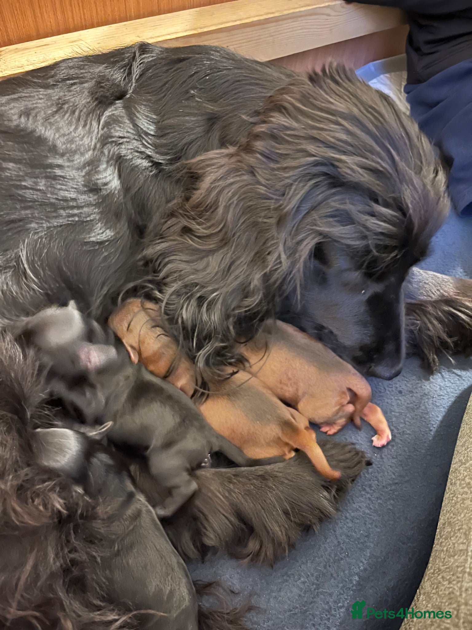 Cockapoo dogs Cockapoo Puppy’s for Sale - Advert 2