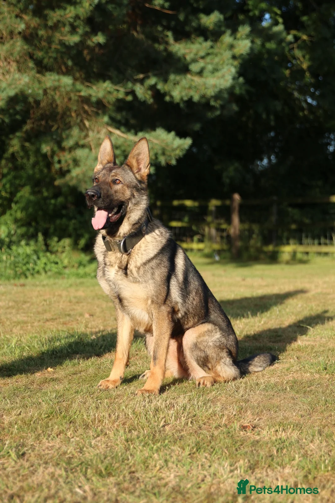 German Shepherd dogs for sale: Beautiful Trained Sable German Shepherd - Advert 2