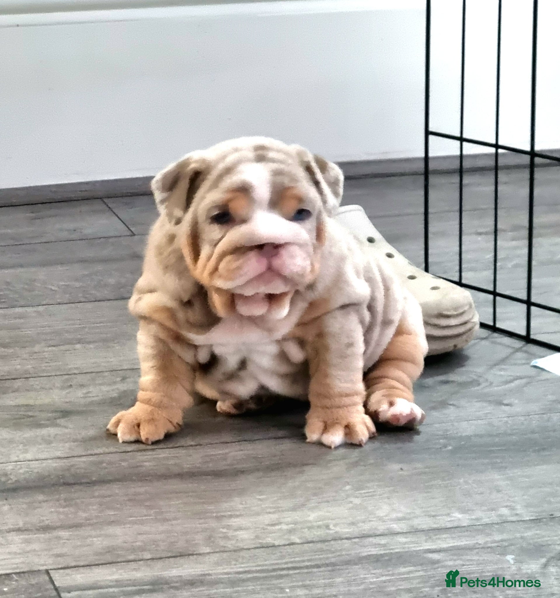 English Bulldog dogs 2 stunning Girl English bulldogs - Advert 8