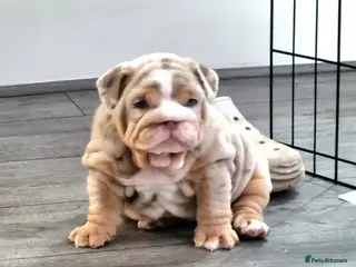 English Bulldog dogs 2 stunning Girl English bulldogs - Advert 7