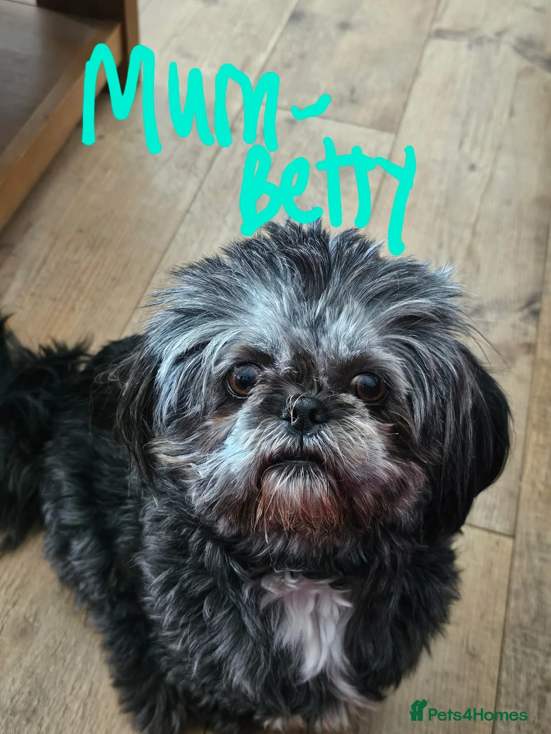 Shih Tzu dogs for sale: Shih Tzu 3/12 years old in Barnsley - Advert 1