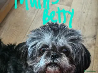 Shih Tzu dogs Shih Tzu 3/12 years old - Advert 2