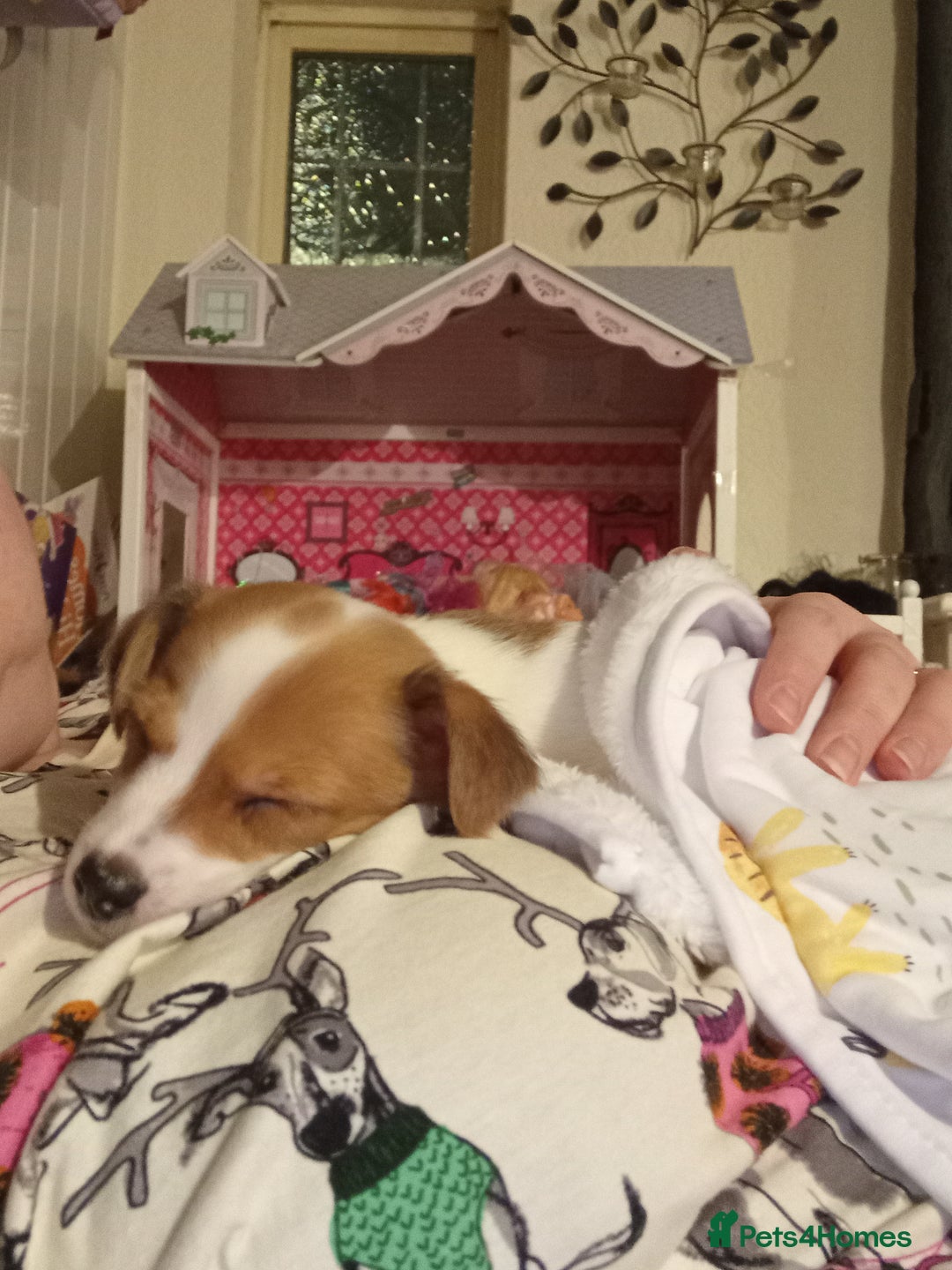 Jack Russell dogs for sale: Puppie Jack russell - Advert 4