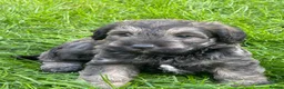 Schnoodle dogs for sale: Gorgeous Schnoodle Puppies  - Advert 22