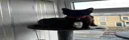 Mixed Breed cats for sale: Black/brown polydactyl kitten. - Advert 4