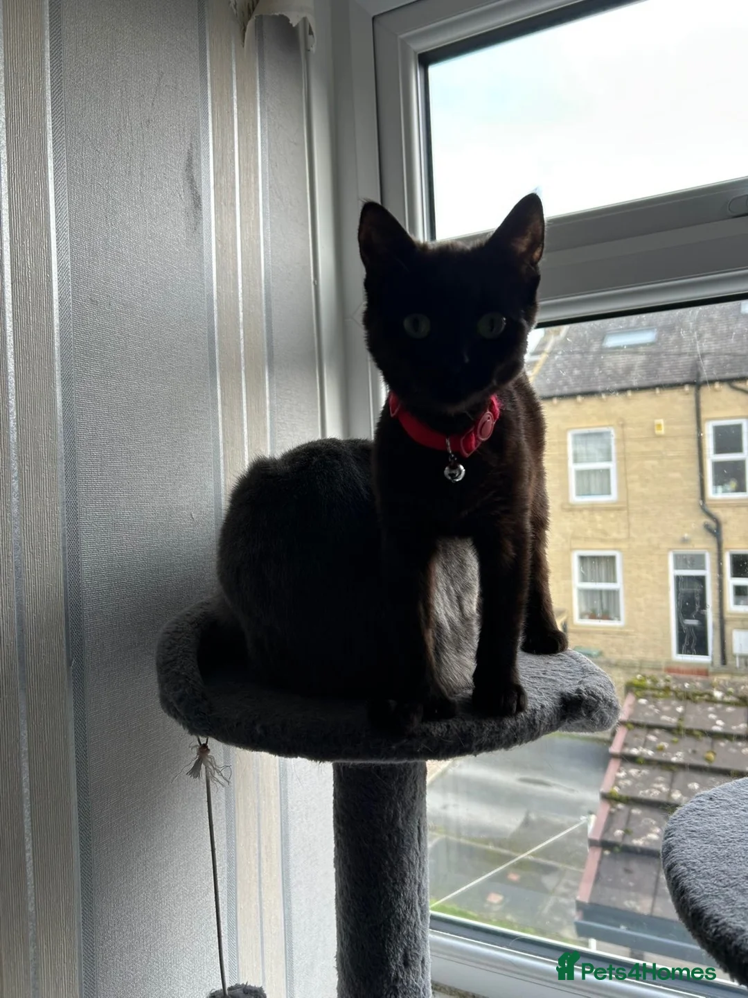 Mixed Breed cats for sale: Black/brown polydactyl kitten. - Advert 4