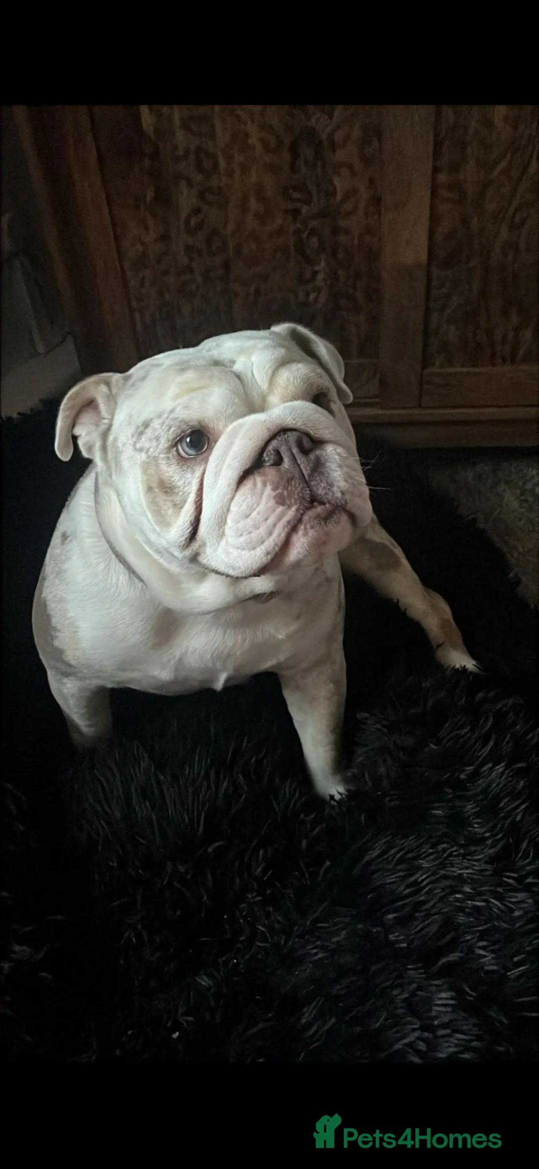 English Bulldog dogs for sale: Expected litter in Halifax - Advert 2