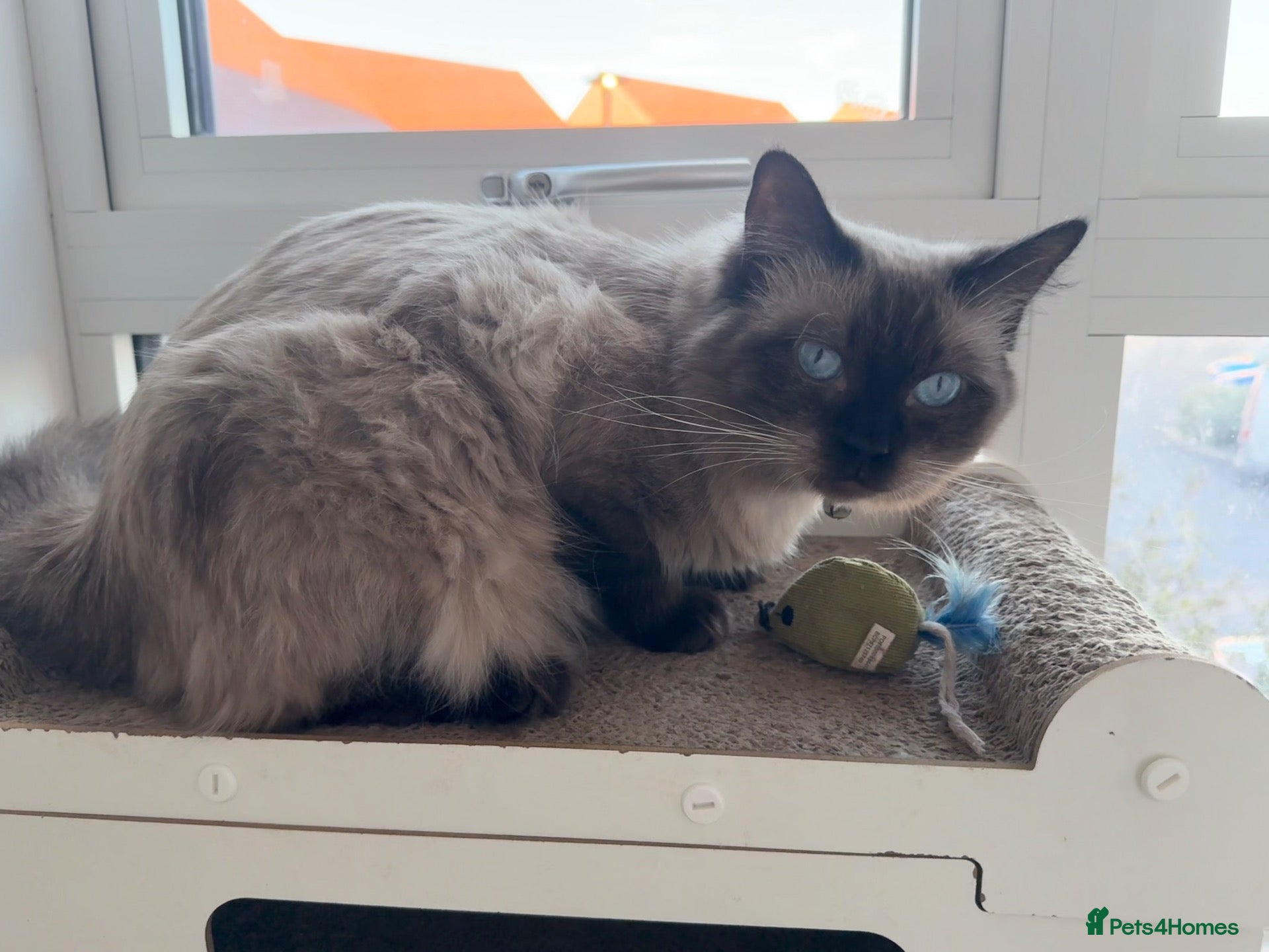 Ragdoll cats for sale: Affectionate Seal Point ragdoll  - Advert 1
