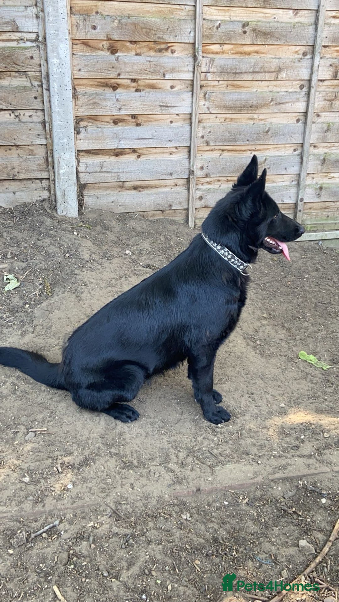 German Shepherd dogs for sale: German Shepherd puppy Kc registered champion lines - Advert 6
