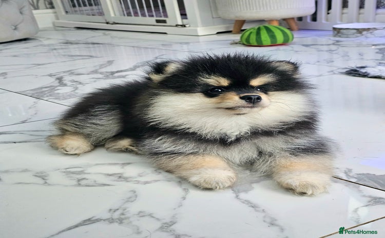 Pomsky dogs - Advert 1