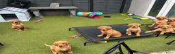 Labrador Retriever dogs for sale: Kc reg Fox red Labradors puppy  - Advert 3