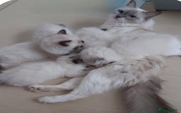 Ragdoll cats for sale: Peaceful cuddled Rag dolls for sale - Image 10