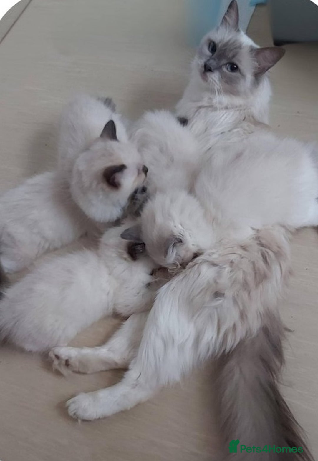 Ragdoll cats for sale: Peaceful cuddled Rag dolls for sale - Image 10
