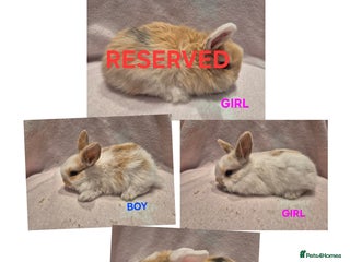 Mixed Breed rabbits 8 x babies ready to leave 6th jan - Advert 5