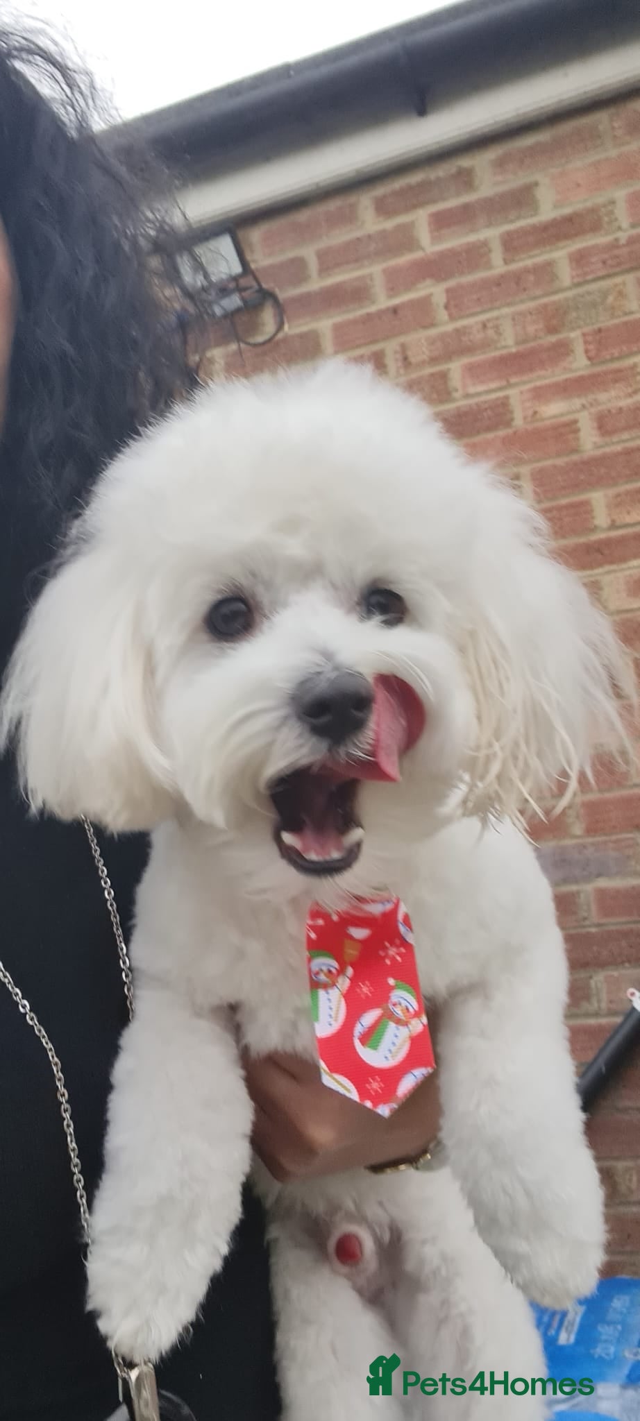 Maltipoo dogs Only for stud - Advert 16