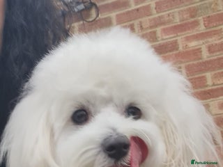 Maltipoo dogs Only for stud - Advert 16