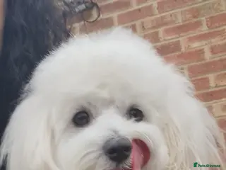 Maltipoo dogs Only for stud - Advert 2