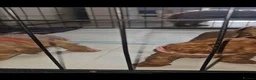 Cavapoo dogs for sale: Gorgeous F1b cavapoo's  - Advert 8