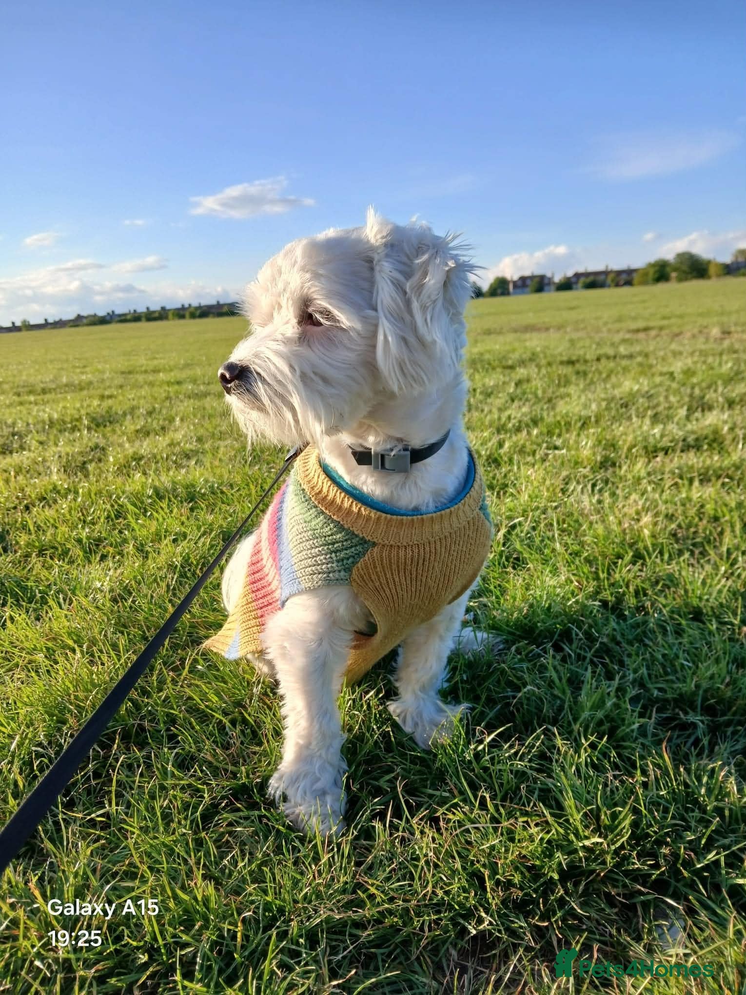 Maltipoo dogs Lord Yuki Smoosh - Advert 4