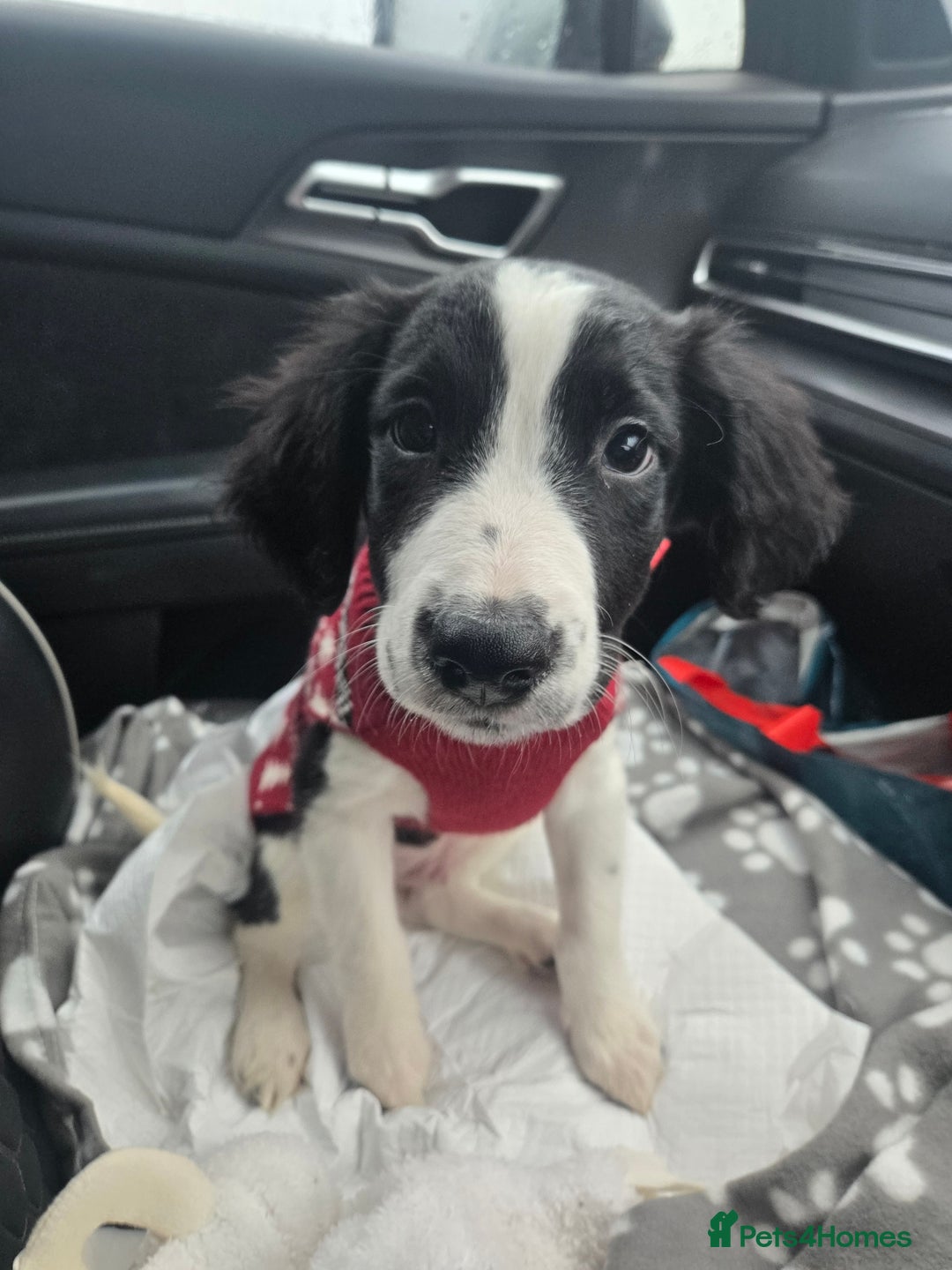 Sprollie dogs for sale: black and white collie cross springer spaniel  - Advert 5