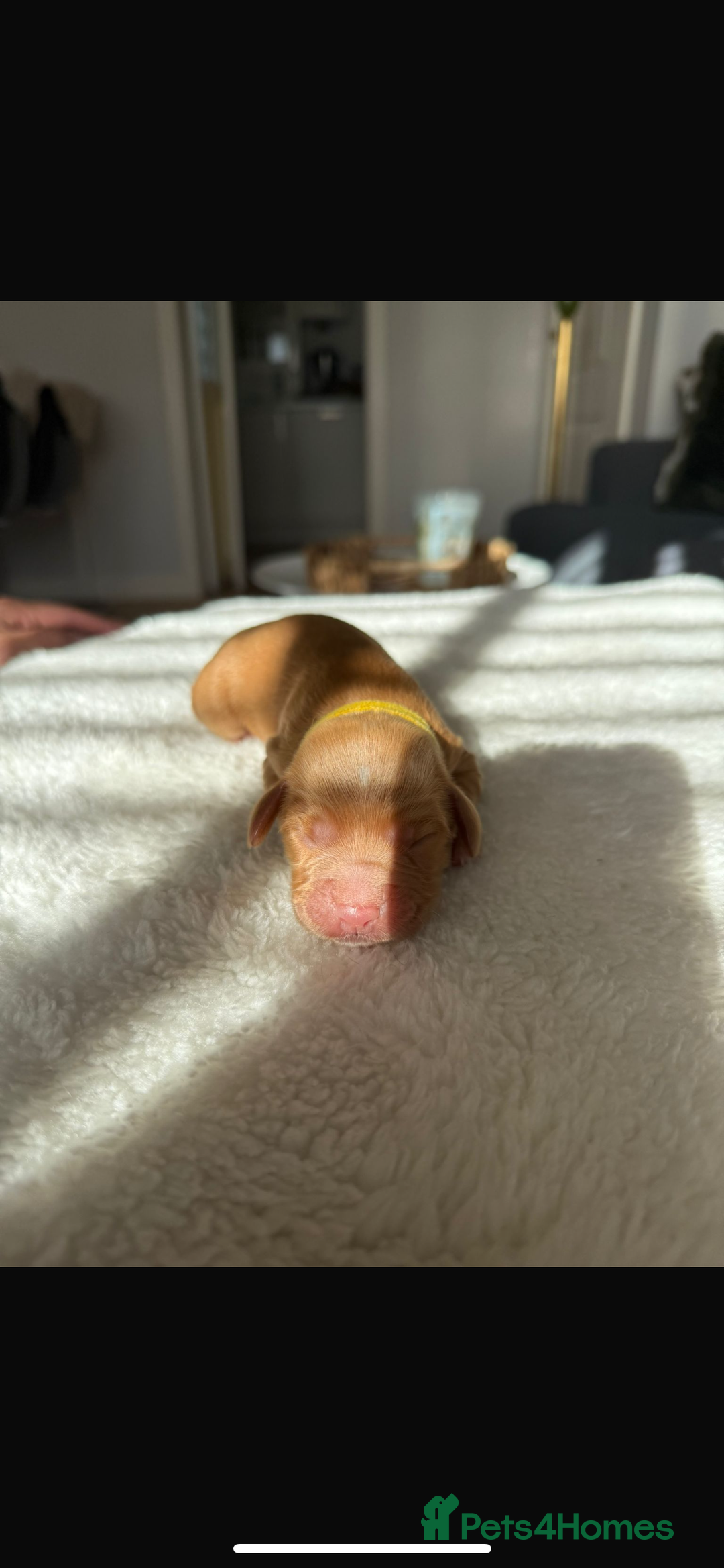 Cocker Spaniel dogs for sale: 🐶Cocker Spaniel Pups Looking for Forever Family🐶 - Image 11