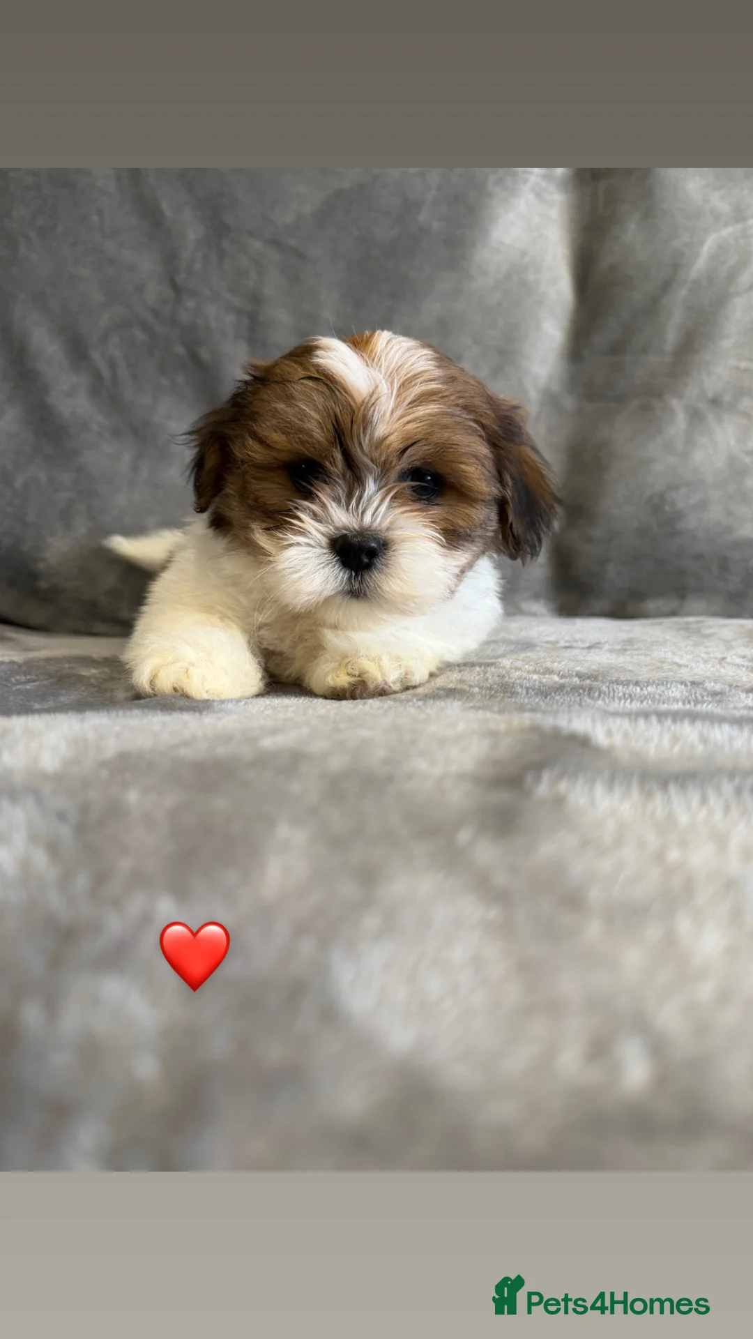 Lhasa Apso dogs for sale: Lhasa apso 🐾 - Advert 1