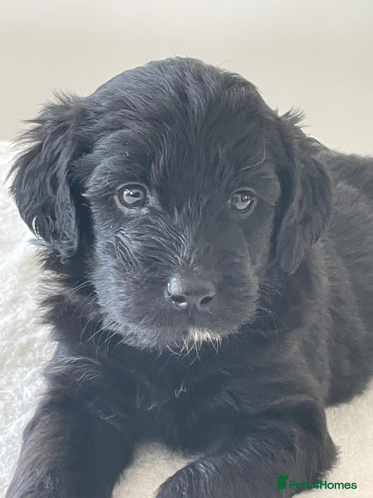 Labradoodle dogs Miniature merle labradoodles  - Advert 2