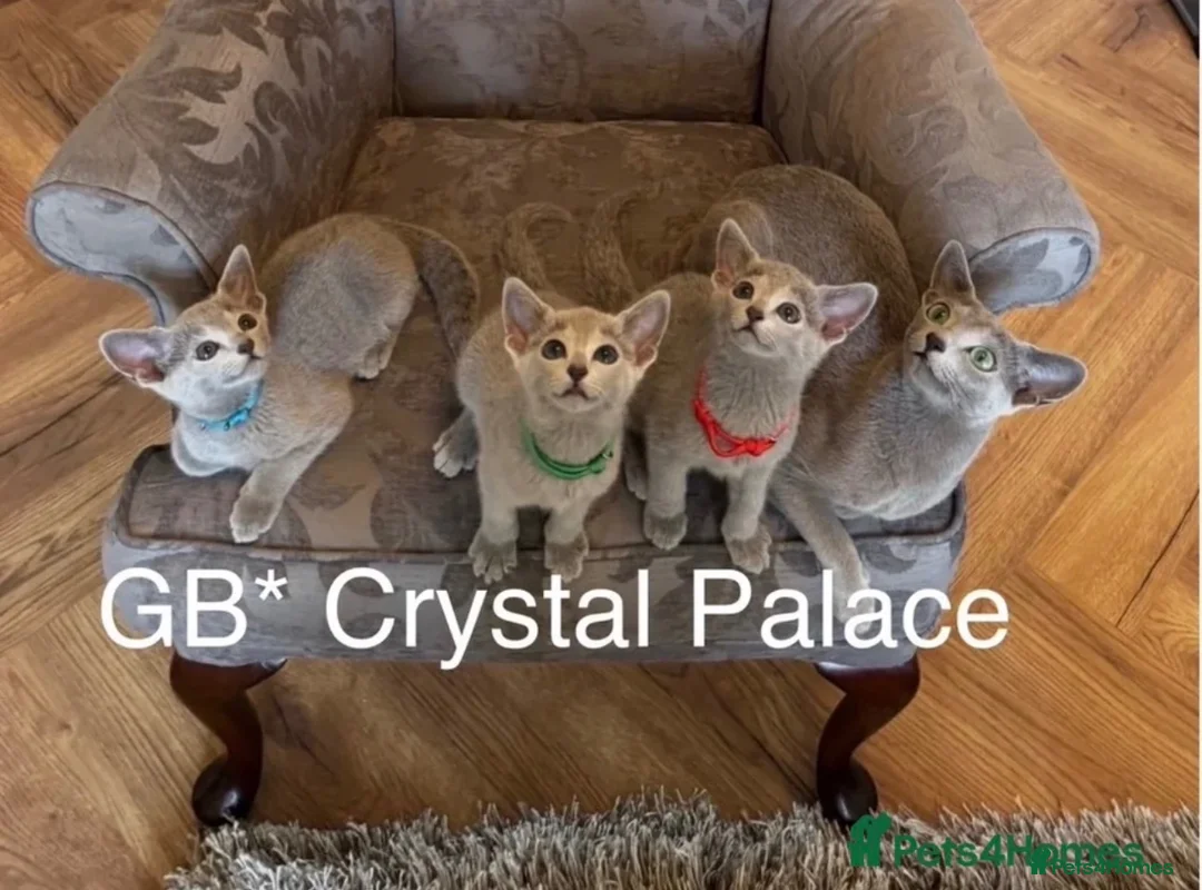 Russian Blue cats for sale: Full Pedigree American Champion Lines Russian Blue in Christchurch - Advert 1