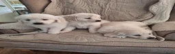 Golden Retriever dogs for sale: Golden Retreiver Puppies  - Advert 1