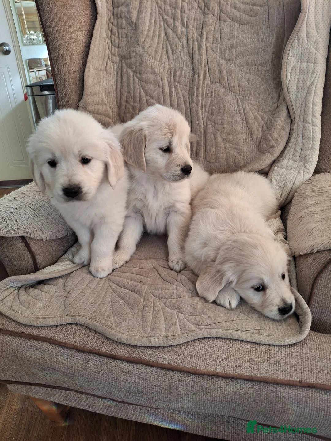 Golden Retriever dogs for sale: Golden Retreiver Puppies  - Advert 1