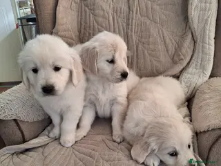 Golden Retriever dogs for sale: Golden Retreiver Puppies - Advert 1
