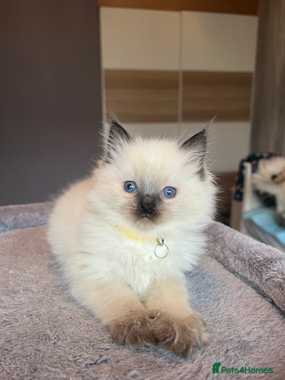 Ragdoll cats for sale: GCCF Ragdoll kittens for sale - Advert 13