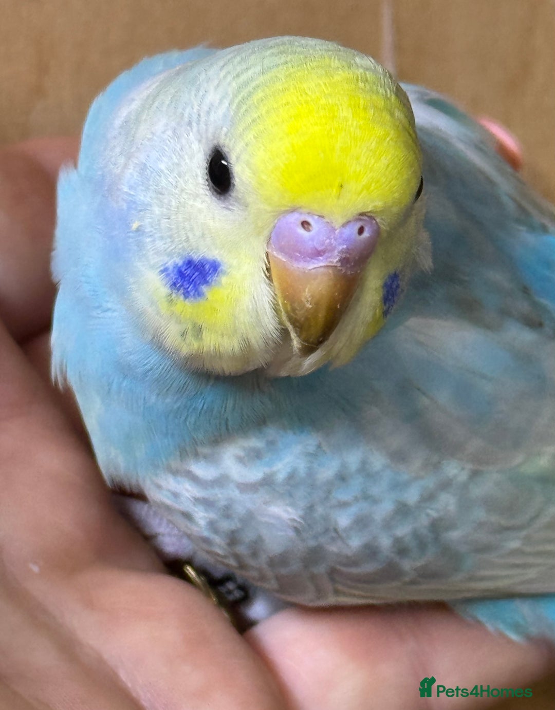 Budgerigars birds for sale: Rainbow budgie hand reared  - Image 16