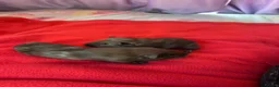 Guinea Pig rodents for sale: Gorgeous male guinea pigs  in Hereford - Advert 6