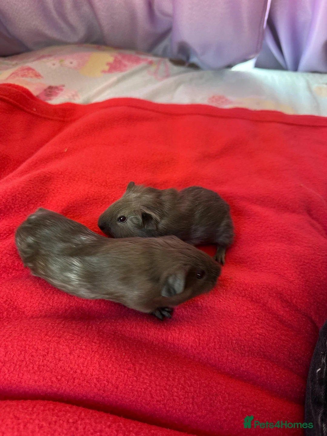 Guinea Pig rodents for sale: Gorgeous male guinea pigs  in Hereford - Advert 6