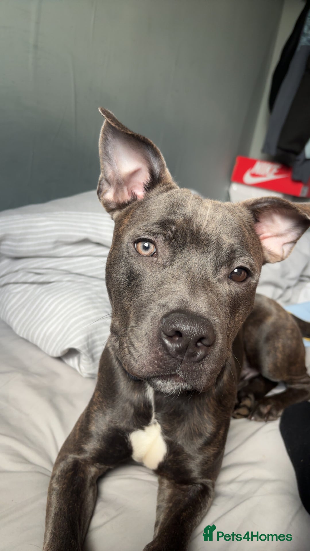 Staffordshire Bull Terrier dogs for sale: Staffordshire bull terrier  - Advert 1