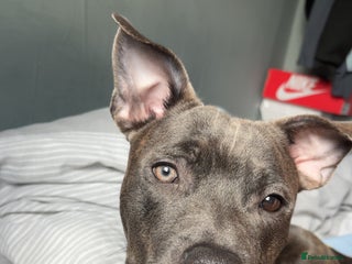 Staffordshire Bull Terrier dogs Staffordshire bull terrier - Advert 1