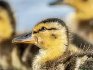 Ducks poultry Fertile duck eggs for hatching in Barnsley - Advert 9