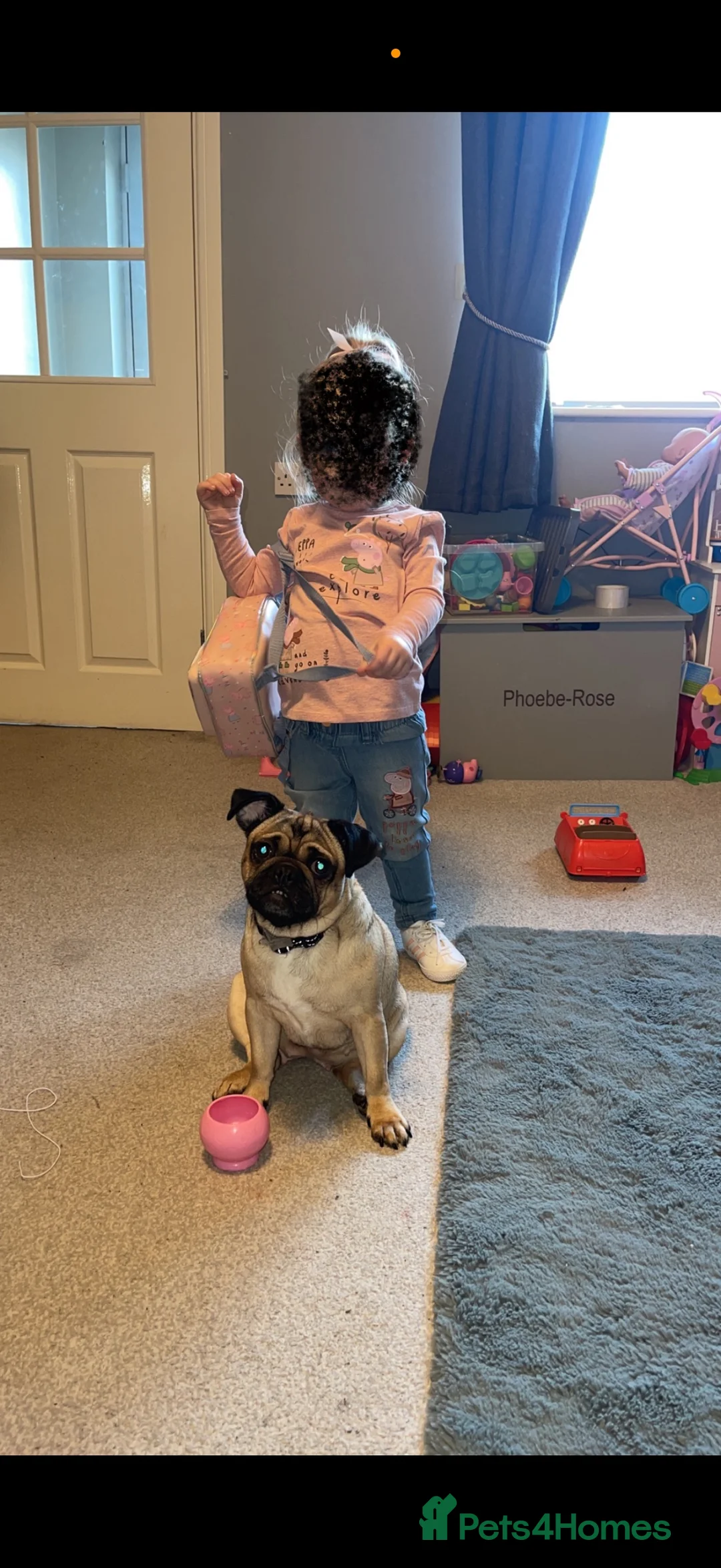 Pug dogs for sale: 🐾 Loving Home Needed for Minnie 🐾 - Advert 6