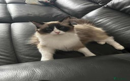 Ragdoll cats for sale: HCM CLEAR RAGDOLL GIRL - Image 2