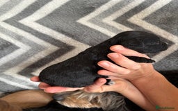 Cockapoo dogs for sale: Cockapoo puppys - Image 12